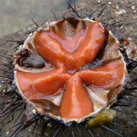 Ammiraglia Baia Gallipoli